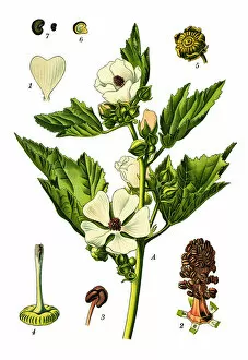 Medicinal and Herbal Plant Illustrations Collection: marsh-mallow