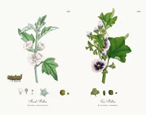 Images Dated 1st December 2017: Marsh Mallow, Althea officinalis, Victorian Botanical Illustration, 1863