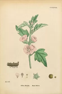 Images Dated 11th March 2017: Marsh Mallow, Althea officinalis, Victorian Botanical Illustration, 1863