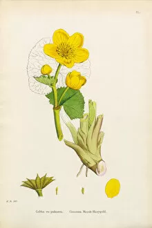 Images Dated 6th January 2017: Marsh Marigold, Caltha eu-palustris, Victorian Botanical Illustration, 1863