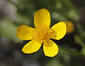 Ranunculaceae Prints: Marsh marigold -Caltha palustris-, Upper Bavaria, Bavaria, Germany, Europe