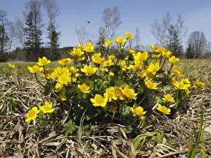 Upper Bavaria Prints: Marsh marigold -Caltha palustris-, Upper Bavaria, Bavaria, Germany, Europe