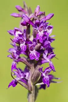 Marsh Orchid -Dactylorhiza majalis-, flowering, Thuringia, Germany