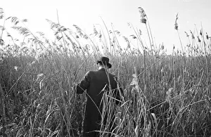 Marshland Prints: Marsh Reeds