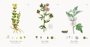 Images Dated 1st December 2017: Marsh St. Johna┬Ç┬Ös Wort, Hypericum Elodes, Victorian Botanical Illustration, 1863