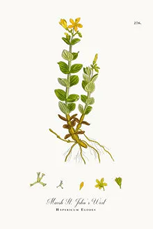 Images Dated 9th October 2017: Marsh St. Johna┬Ç┬Ös Wort, Hypericum Elodes, Victorian Botanical Illustration, 1863