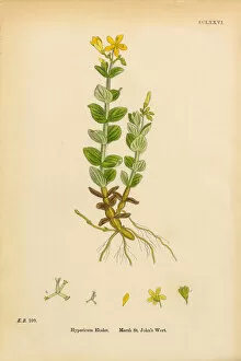Images Dated 10th March 2017: Marsh St. Johnas Wort, Hypericum Elodes, Victorian Botanical Illustration, 1863