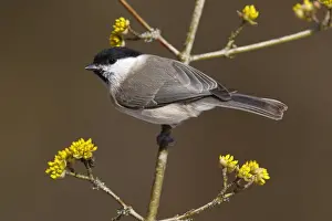 Nordrhein Westfalen Prints: Marsh Tit -Parus palustris- perched on a twig