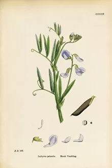 Images Dated 19th September 2017: Marsh Vetchling, Lathyrus palustris, Victorian Botanical Illustration, 1863