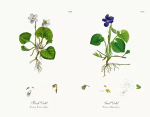 Images Dated 20th November 2017: Marsh Violet, Viola Palustris, Victorian Botanical Illustration, 1863