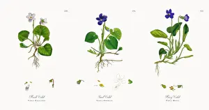 Marsh Violet, Viola Palustris, Victorian Botanical Illustration, 1863