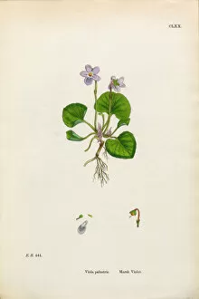 Images Dated 2nd February 2017: Marsh Violet, Viola Palustris, Victorian Botanical Illustration, 1863