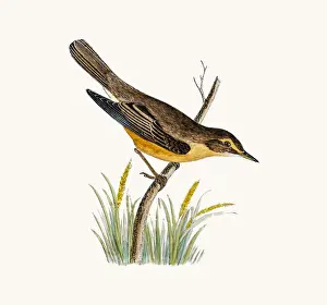 Warbler Prints: Marsh Warbler