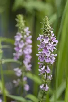 Images Dated 4th July 2012: Marsh Woundwort -Stachys palustris-, Thuringia, Russia