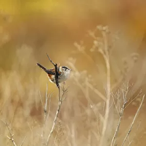 Images Dated 20th November 2009: Marsh wren in field of gold