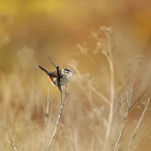 Wren Gallery: Marsh wren in field of gold