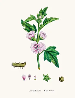 Marsh Mallow Plant Prints: Marshmallow plant used to treat ulcer