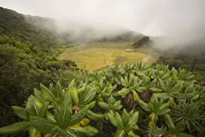Mist Collection: Marshy crater in the fog on top of Gahinga volcano on the border with Rwanda