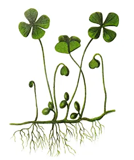 Marsilea quadrifolia (four leaf clover; European waterclover )