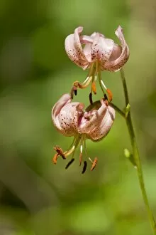 Images Dated 7th July 2013: Martagon Lily or Turks Cap Lily -Lilium martagon-, flowering, Thuringia, Germany