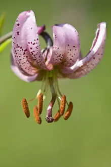 Stamen Prints: Martagon or Turks Cap Lily (Lilium martagon)