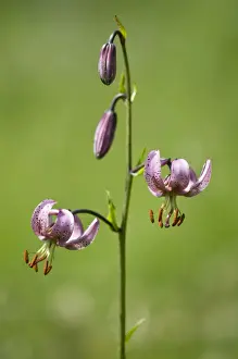 Liliaceae Prints: Martagon or Turks Cap Lily (Lilium martagon)