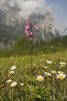 Liliaceae Prints: Martagon or Turks Cap Lily (Lilium martagon) in front of Schlern Mountain