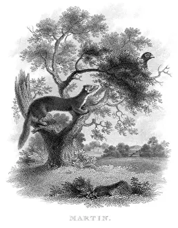 Martin Prints: Marten hunting bird engraving 1812