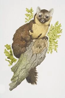 Tree Dwelling Collection: Martes martes, European Pine Marten perched on tree branch