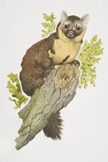 Carnivora Prints: Martes martes, European Pine Marten perched on tree branch