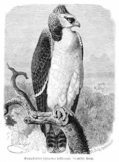 Images Dated 27th February 2017: Martial eagle engraving 1892