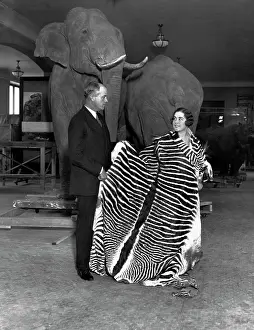Naturalist Prints: Martin and Osa Johnson at the Museum of Natural History