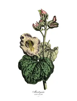 Illustra Prints: Martynia or Catas Claw Plant, Victorian Botanical Illustration
