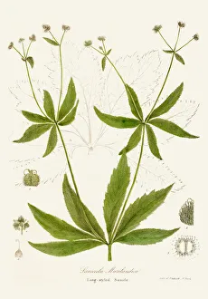 Images Dated 29th April 2017: Maryland sanicle botanical engraving 1843