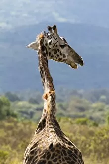 Masai giraffe -Giraffa camelopardalis-, Arusha Nationalpark, Tansania, Tanzania