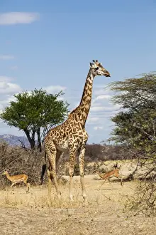 Savannah Prints: Masai giraffe -Giraffa camelopardalis- and impalas -Aepyceros melampus