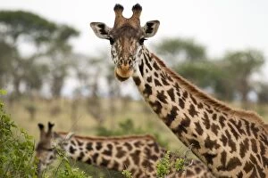 Images Dated 20th September 2014: Two Masai giraffes