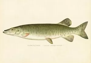 Images Dated 27th March 2017: Mascalonge fish chromolithograph 1898
