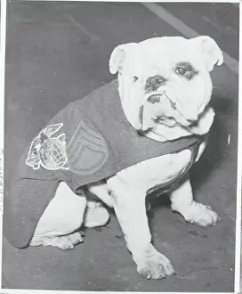Mascot Dog for United States Marines