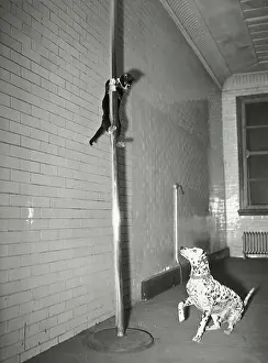 Pole Prints: Mascot Slides Down Pole To Dalmation