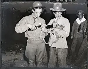Kitten Prints: Mascots Of The 26Th Infantry Get Bottle