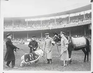 Mule Prints: Mascots Being Shown on Field of Army Navy Game