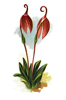 Masdevallia coccinea, the little flag