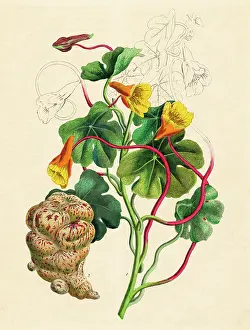 Peruvian Prints: Mashua root and plant hand-colored engraving illustration 1848
