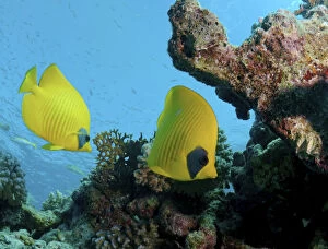 Images Dated 28th December 2010: Masked butterfly, Golden butterflyfish, Bluecheek butterflyfish -Chaetodon semilarvatus-, Red Sea