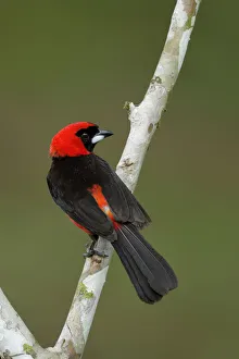 Songbird Gallery: Masked crimson Tanager (Ramphocelus nigrogularis)