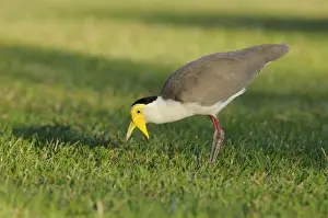 Lapwing Prints: Masked lapwing (Vanellus miles), Australia