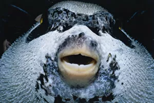 Images Dated 3rd December 2004: Masked Pufferfish