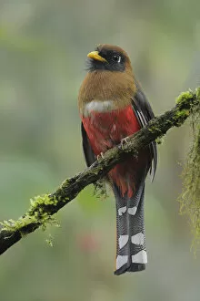 Images Dated 7th June 2017: Masked Trogon