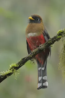 Images Dated 15th August 2017: Masked Trogon